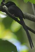 Seychelles Paradise Flycatcher