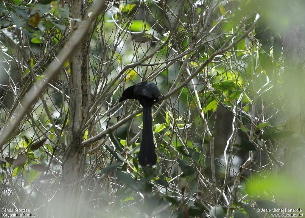 Racket-tailed Treepie