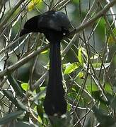 Racket-tailed Treepie