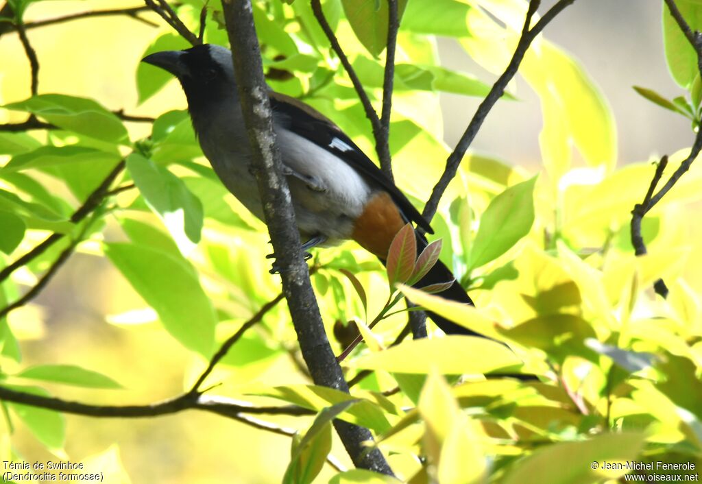 Grey Treepie