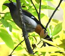 Grey Treepie