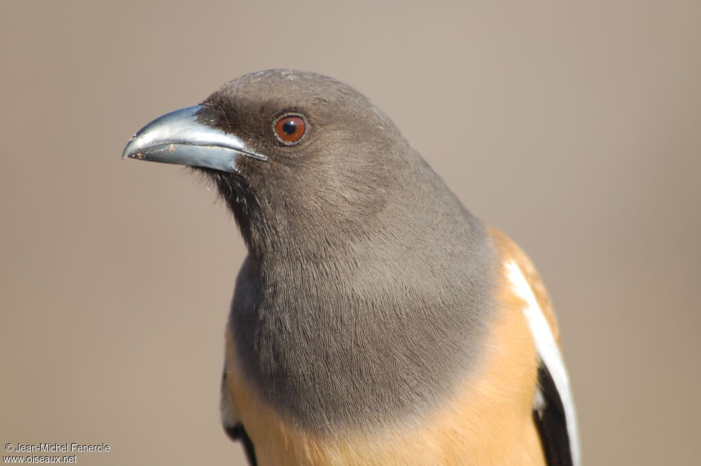 Rufous Treepie