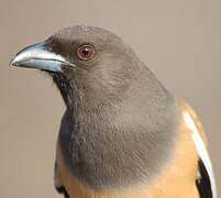 Rufous Treepie