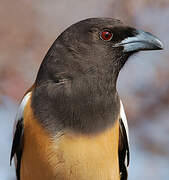 Rufous Treepie