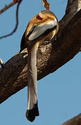 Rufous Treepie