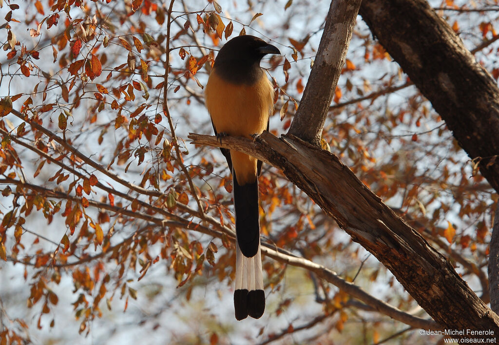 Rufous Treepie