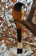 Rufous Treepie