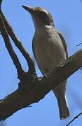 Common Woodshrike