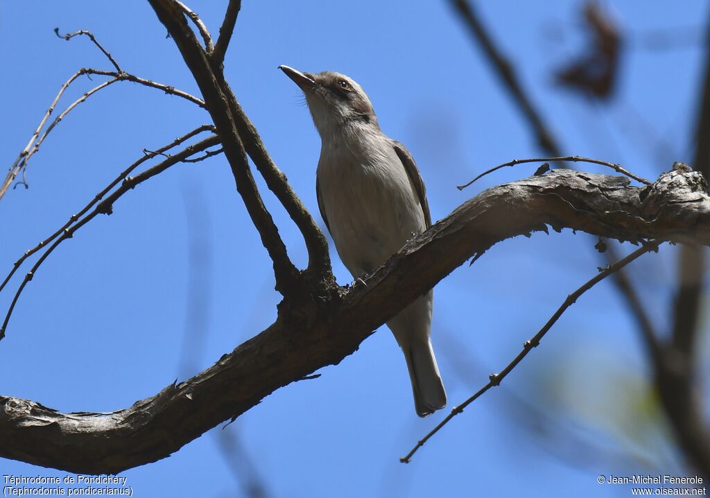 Common Woodshrike