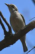 Common Woodshrike