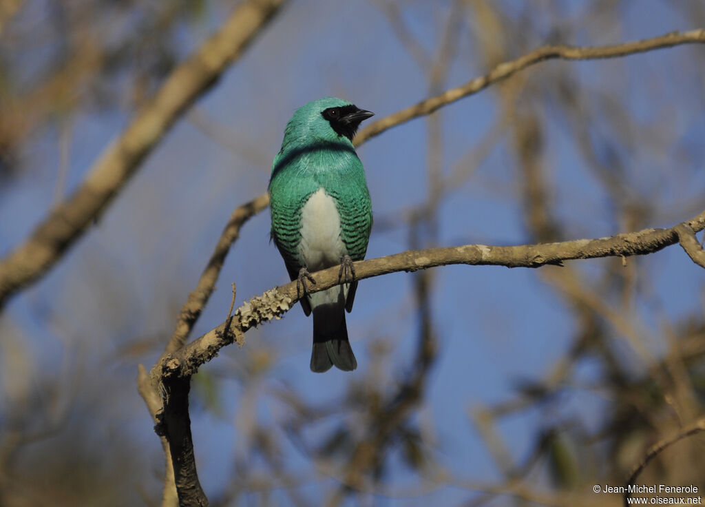 Swallow Tanager male adult