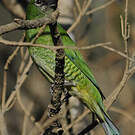 Tersine hirondelle