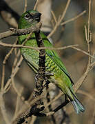 Swallow Tanager