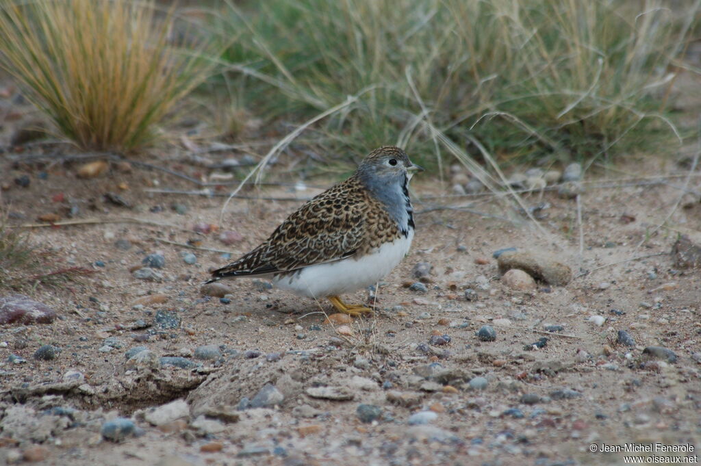 Least Seedsnipe male adult