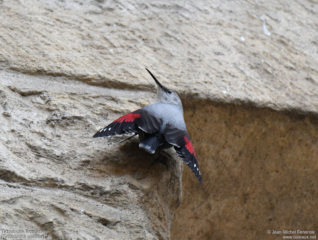 Wallcreeper