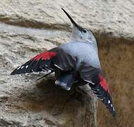 Wallcreeper