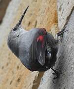 Wallcreeper