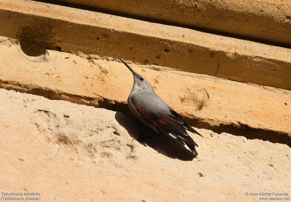 Wallcreeper