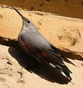 Wallcreeper