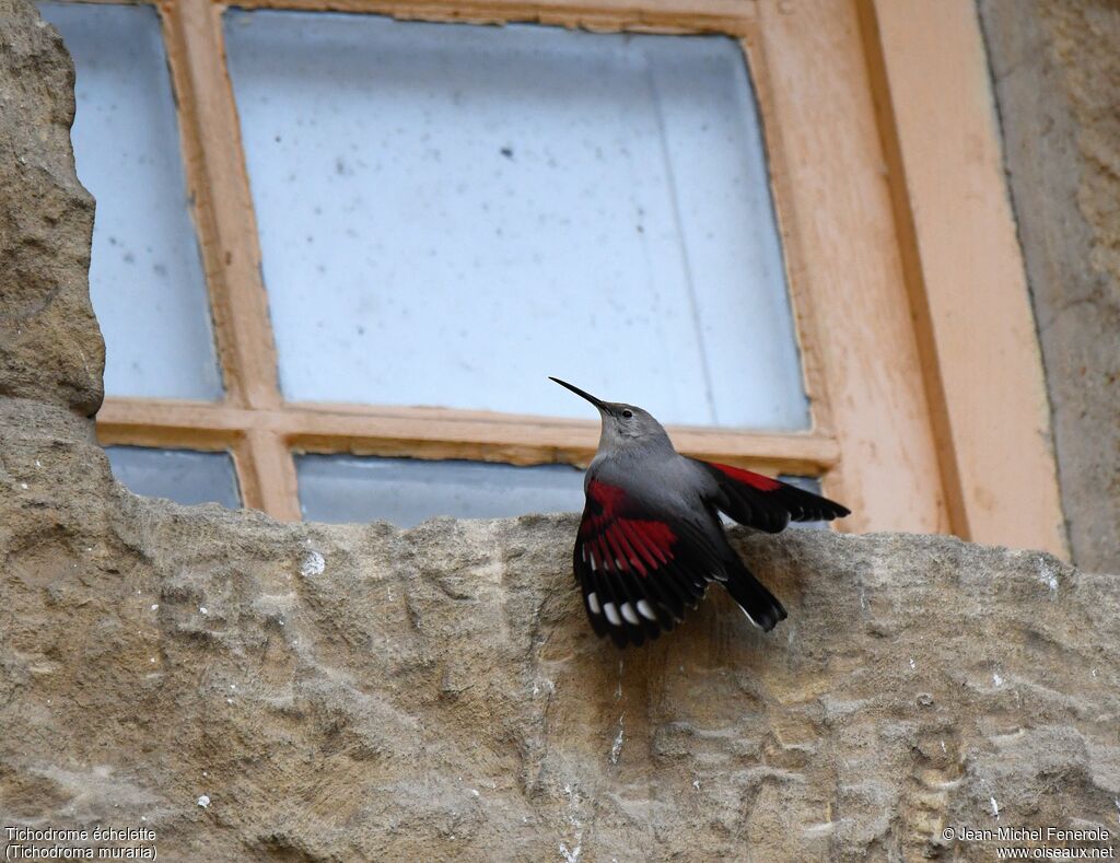 Wallcreeper