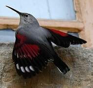 Wallcreeper