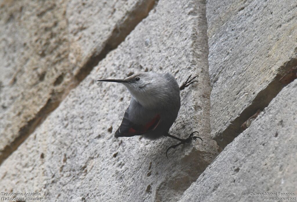 Wallcreeper