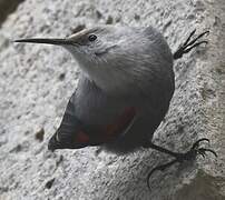 Wallcreeper