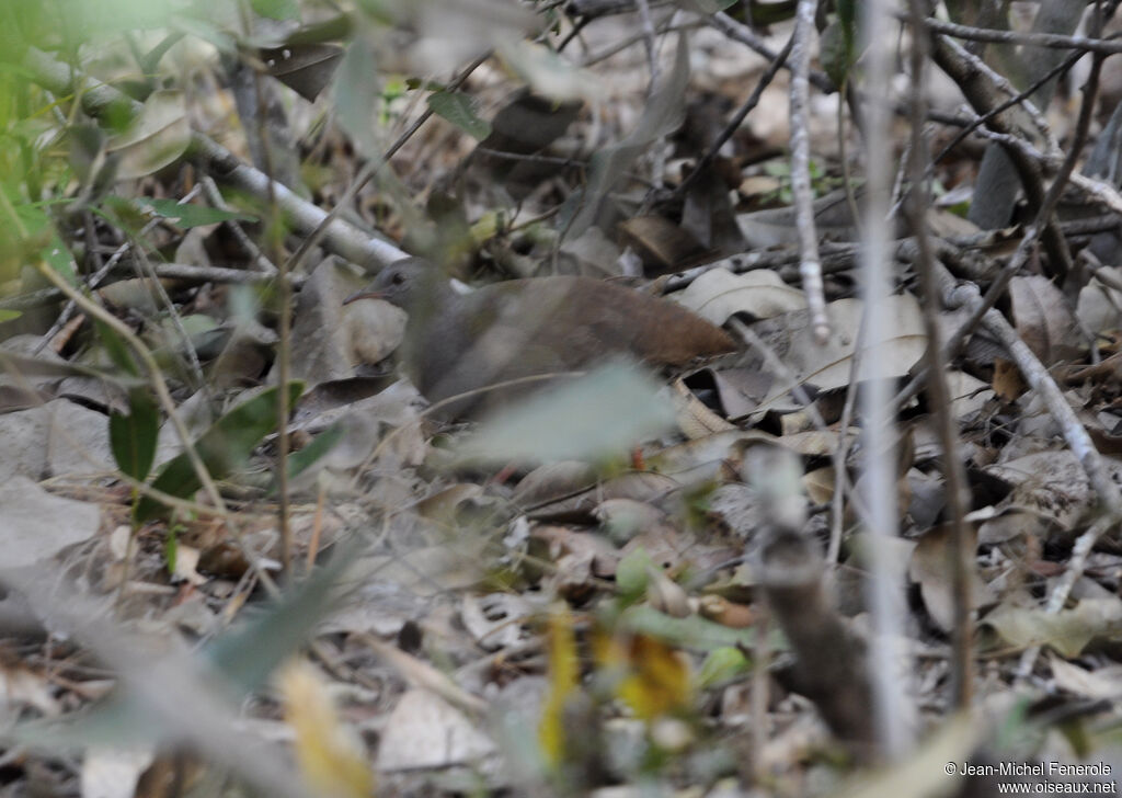 Tinamou à petit bec