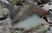 Tinamou à petit bec