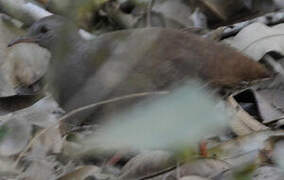 Small-billed Tinamou