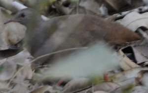 Tinamou à petit bec