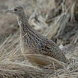 Tinamou de Darwin