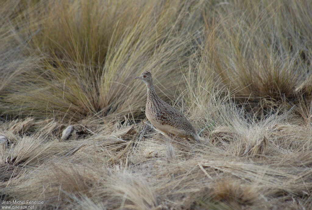 Darwin's Nothuraadult, identification