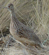 Tinamou de Darwin