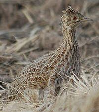 Tinamou de Darwin