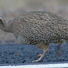 Tinamou élégant