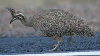 Elegant Crested Tinamou