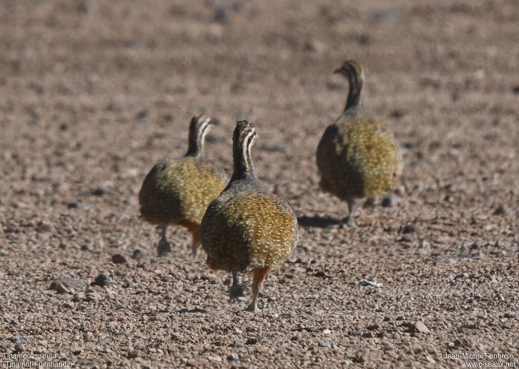 Puna Tinamou