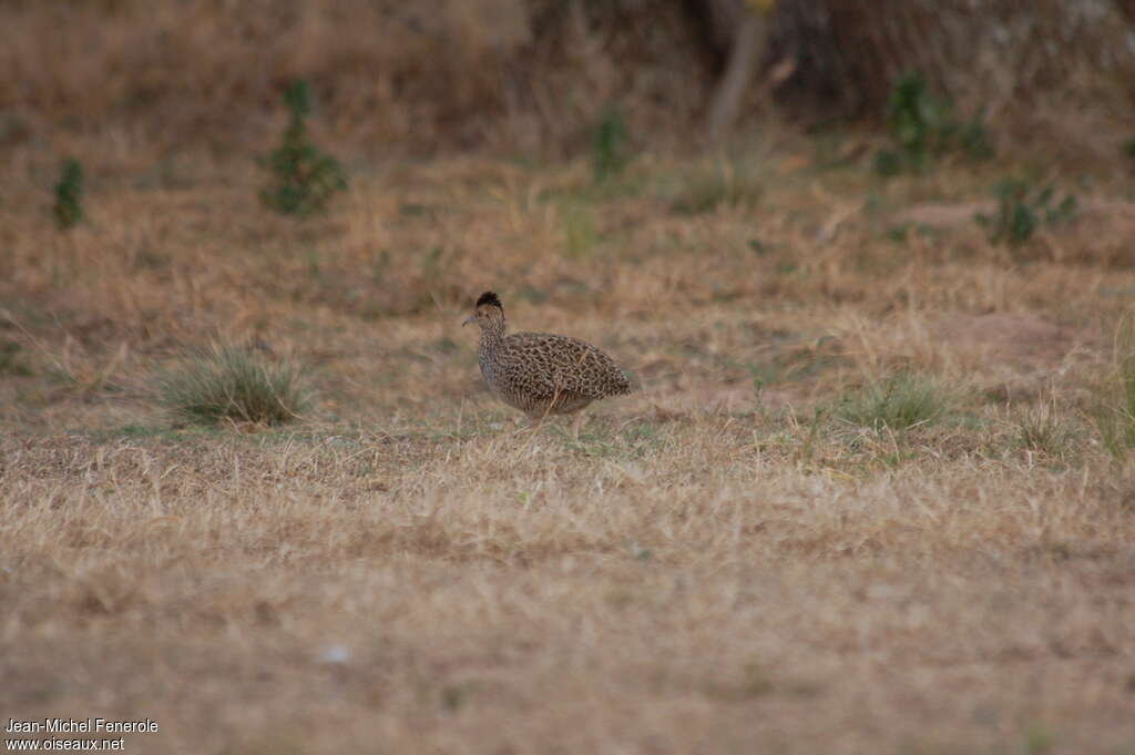 Tinamou sauvageon, identification