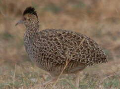 Brushland Tinamou