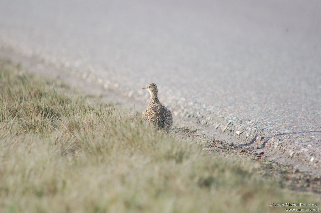 Tinamou tacheté