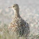 Tinamou tacheté