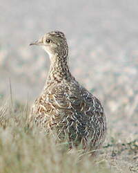 Tinamou tacheté