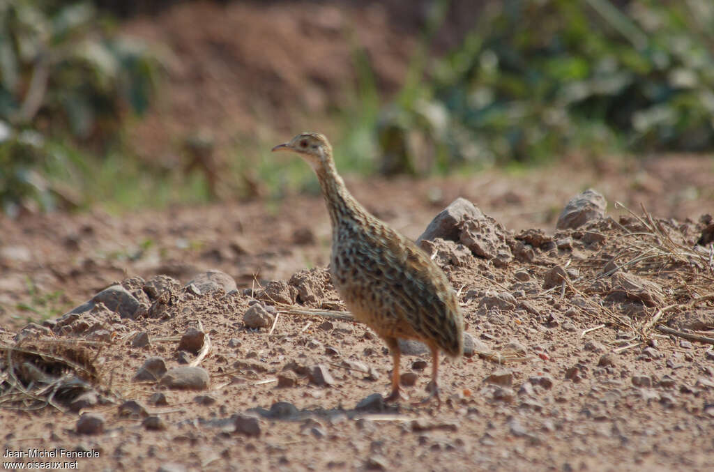 Tinamou tacheté, identification