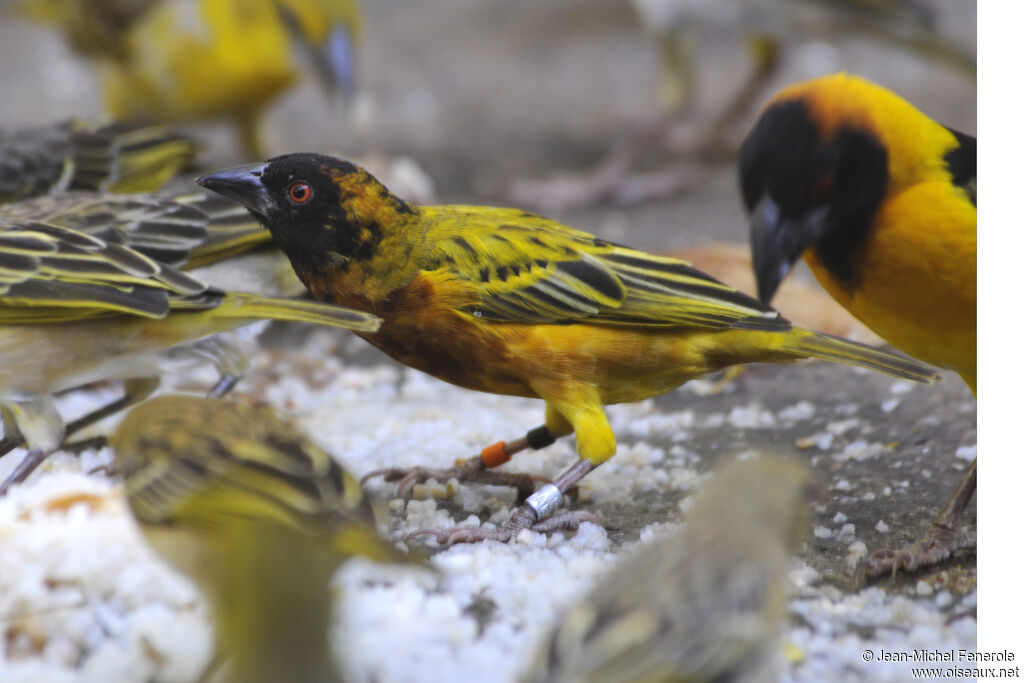 Golden-backed Weaver