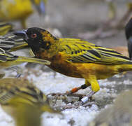 Golden-backed Weaver