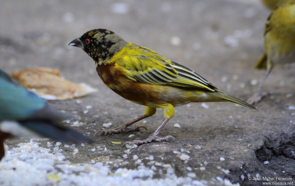 Golden-backed Weaver