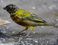 Golden-backed Weaver