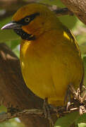 Spectacled Weaver