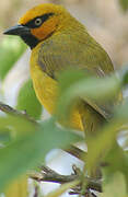 Spectacled Weaver